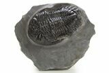 Detailed Hollardops Trilobite Fossil - Ofaten, Morocco #325967-3